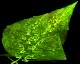 Luscilush Leaf