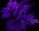 Perfect Purple